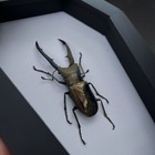 Tattoo Studio Decor Real Stag Beetle Coffin Framed Taxidermy Insect Bug
