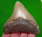 Megalodon Shark Tooth  Fossil - 3 75     Real Sharks Teeth