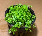  buy 2 Get 1 Free  Micranthemum Monte Carlo Easy Carpet Live Aquarium Plant    