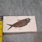Bony Fish Fossil Specimen On Stone Slab Approx  4 Inch Natural History Display