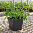 Live Sensitive Plant Mimosa Pudica In 4  Nursery Pot