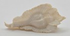 Muricidae Timbellus Bednalli - White - 45mm - Beautiful Wings   Structure