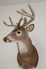 Whitetail Deer Head Shoulder Mount Taxidermy Cape Shed Antler Mule