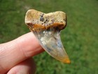 Color Planus Shark Tooth Bakersfield Shark Tooth Hill Sharks Teeth Mako Meg  