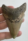 Megalodon Shark Tooth Fossil Lot  11  3 9    Real Tooth   Mixed Size Sc No Repairs