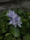 6 Water Lettuce   6 Water Hyacinths   Free Wisteria Floating Pond Variety Pack