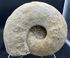 Incredible Giant 14 8    Texas Cretaceous Fossil Ammonite  Eopachydiscus Marcianus