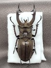 Lucanus Lunifer Lunifer 76mm Big Male   - Nepal