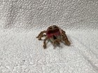 Rare Vintage Steiff Animal 401732 Spider Set