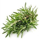 Rosemary Seeds Culinary Herb Perennial Shrub Non-gmo  Heirloom   Mai s Family