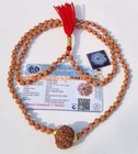 7 Mukhi Seven Face Nepal Origin Rudraksha Size-22-24 Mm 5 Mukhi Mala -certified