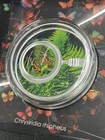 2024 Cameroon 500 Cfa Francs 0 999 Silver Chrysiridia Rhipheus Multicolor Coin
