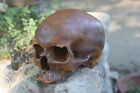 Human Skull Anatomical Medical Death Oddity Theater Funeral Postmortem Doctors