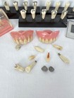 Vintage Assorted Teeth Tooth Fillings Dentures Medical Oddity Dental Research