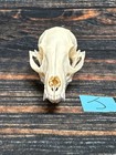 Real Grey Fox Unique Animal Mount Halloween Skull Art Craft Mountain Man Canine