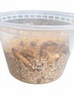 100 Live Superworms For Reptiles   Feeder Insects   Free Shipping