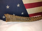 Video Vintage Waterbuck Rams Horn Shofar Temple Trumpet Praise Worship Taxidermy