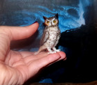 Ready Miniature Bubo Horned Owl Ooak 1 12 Realistic Dollhouse Handmade Igma
