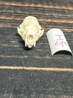 Real Xl Mink Skull Unique Gift Craft Animal Mount Art Model Head Voodoo Decor
