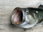 26  Largemouth Bass Two Sided Fish Mount Replica 8 5 Lbs Caught In Pa