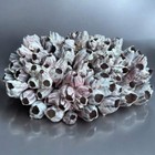 Giant Decorative Ocean Rock Rare Reef Stone Decor Aquarium Fish Tank Decoration