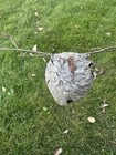 Wasp Nest 4x4    Bee Hornet Natural Stick Attached