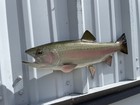 19  Rainbow Trout Half Fish Mount Replica - In Stock   Ready To Ship