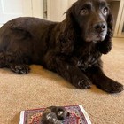 The Makerss Felting Kit - Little Dog On Rug Needle Felt Kit