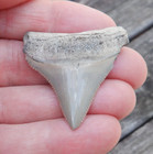 Beautiful   Rare Aurora Nc Megalodon Fossil Shark Tooth Lee Creek Meg330