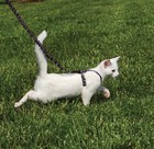 Cat Harness Adjustable Lightweight Bungee Leash Small Black Cwmk-s Blk Petsafe