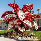  200  Seeds Perennial Hosta Seeds For Planting Outdoors Shade Garden Beauties  