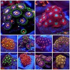 20x Frag Pack Premium Zoanthid Polythoa