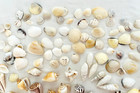 Lot 245 Seashells Assorted Variety Nautical Ocean Beach Wedding Decor Crafts