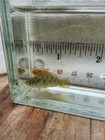Florida Flagfish Breeder Pair Small