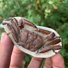 Jurassic Period Perfect Crab Fossil Dinosaur Age