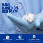 50 Frozen Feeder Mice Large Adults -free S h -micedirect    Rodents Reptile Food