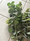 Eucalyptus Bundles Set Of 4