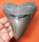 Megalodon Shark Tooth - Real Fossil - 4 49    - Shark Teeth No Restorations
