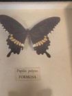 Vintage Entomology Display Papilio Polytes And Catoopsilia Argante Butterflies