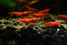 20  Live Freshwater Fire Red Cherry Shrimp - Grade A Neocaridina Usa Free Ship