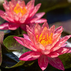 Wanvisa Red White Hardy Waterlily Live Freshwater Plants Pond Flower Colorful