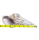 Lg Conch Seashell 8 l Ocean Beach Nautical Decor Nice