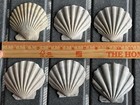 6 Pretty 3-3 5  Fossil Scallop Seashell Chesapecten Va Megalodon Era Beach Decor