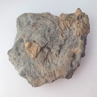 Mississippian Crinoid Mushroom Sea Lilly 4  Agaricaceous Americanus Fossil Plate