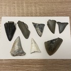Shark Tooth Lot  Great White  Mako   Megalodon Imperfect Teeth