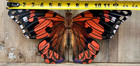 Butterfly Metal Garden Wall Decor 13  X 8 