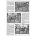 Winchester Hants Horse Racing Stables Near The City - 2x Antique Prints 1895