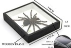 Real Giant Bird Eating Tarantula Eurypeima Spincrus Spider Taxidermy Transparent