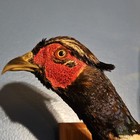 Taxidermy Ring Necked Pheasant  Ohio Shaped Wall Mount Display  Flying Position 