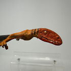 Dimorphodon Figure Pterosaur Model Toy Figurine Safari Ltd 2013